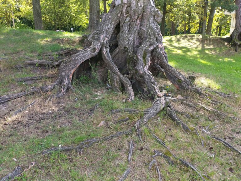 How to Stop Tree Roots From Sprouting in the Lawn