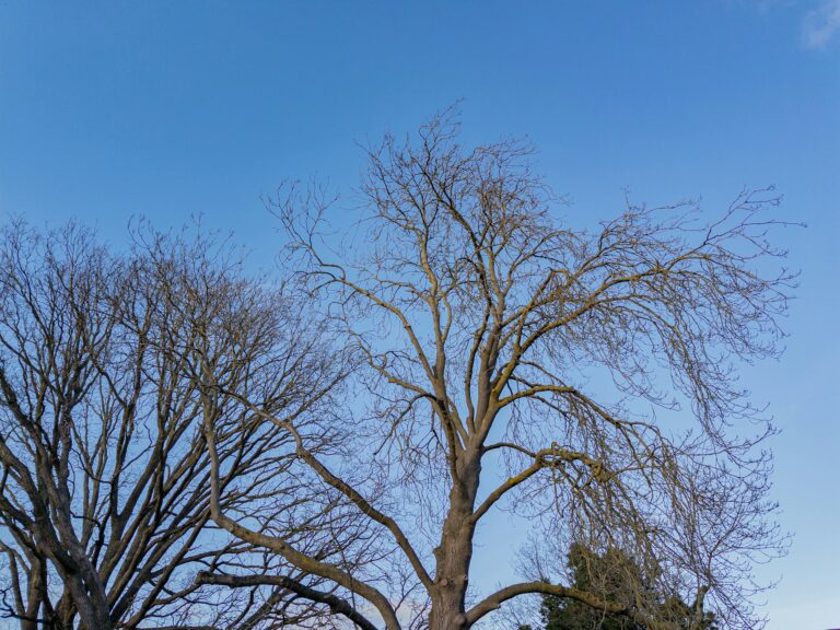 Why Your Tree is Not Growing Leaves in Spring