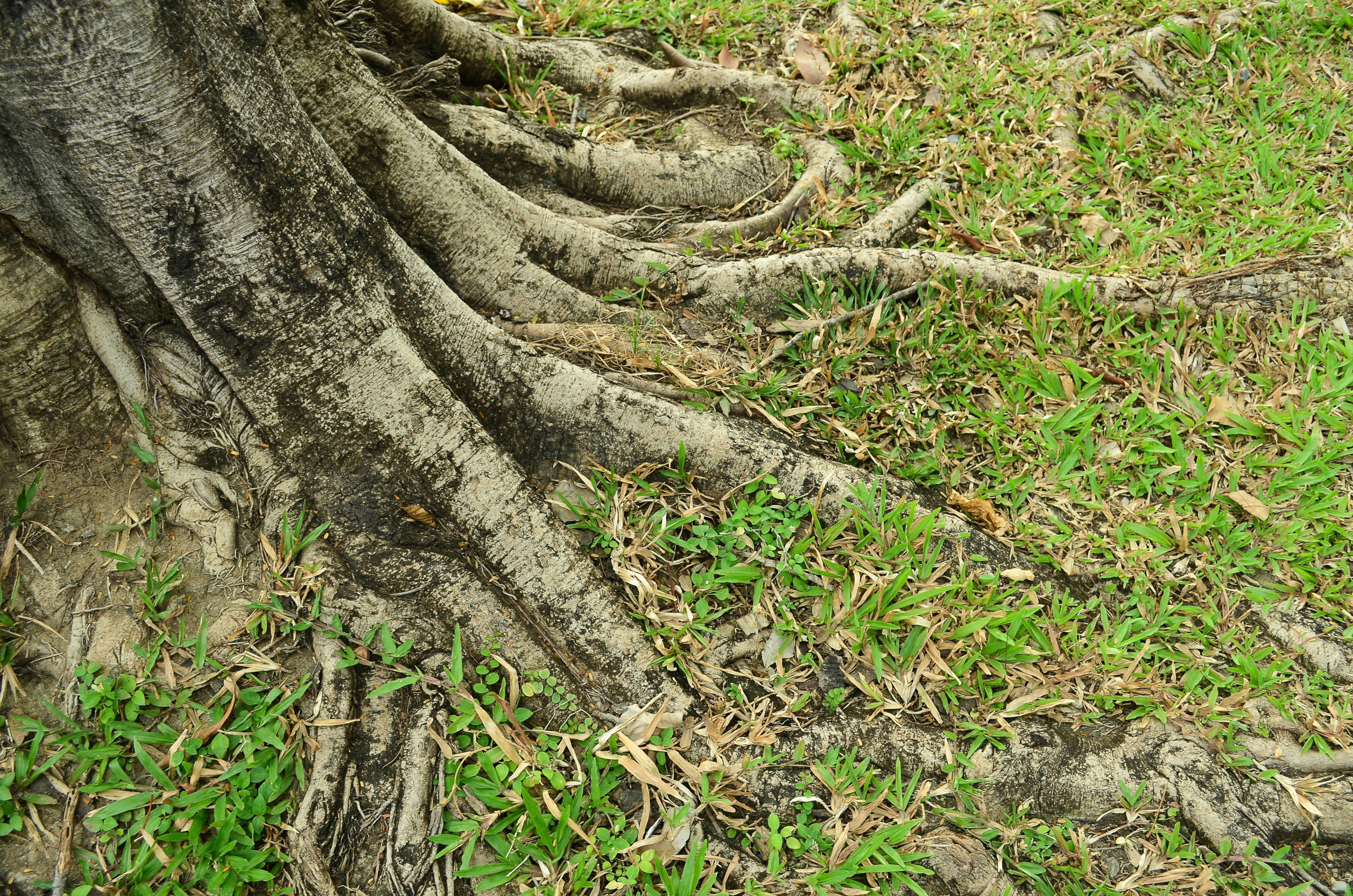 stop tree roots in lawn scaled