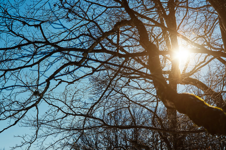 Why Your Tree is Not Growing Leaves in Spring