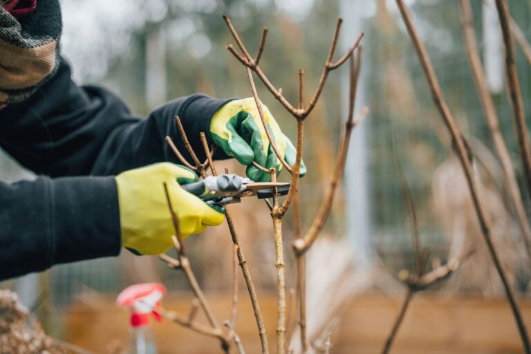 When Is the Best Time to Prune Trees in San Diego?
