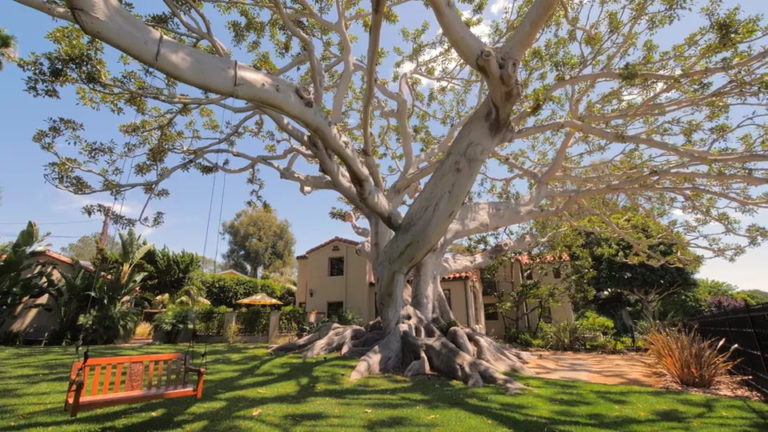 How To Tell What Type of Tree I Have