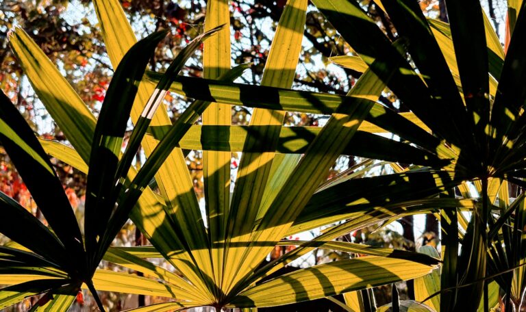 Why Are My Palm Trees’ Leaves Turning Yellow?
