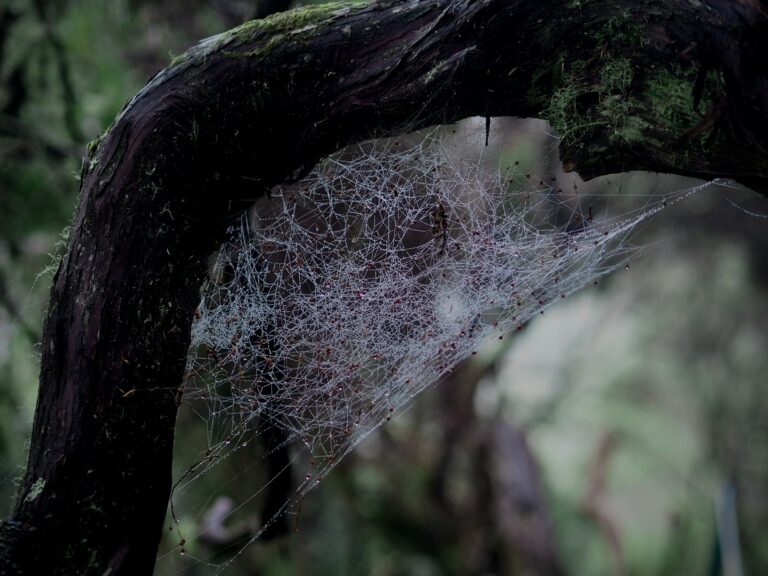 What Spiders Build Webs in Trees & How to Remove Them?