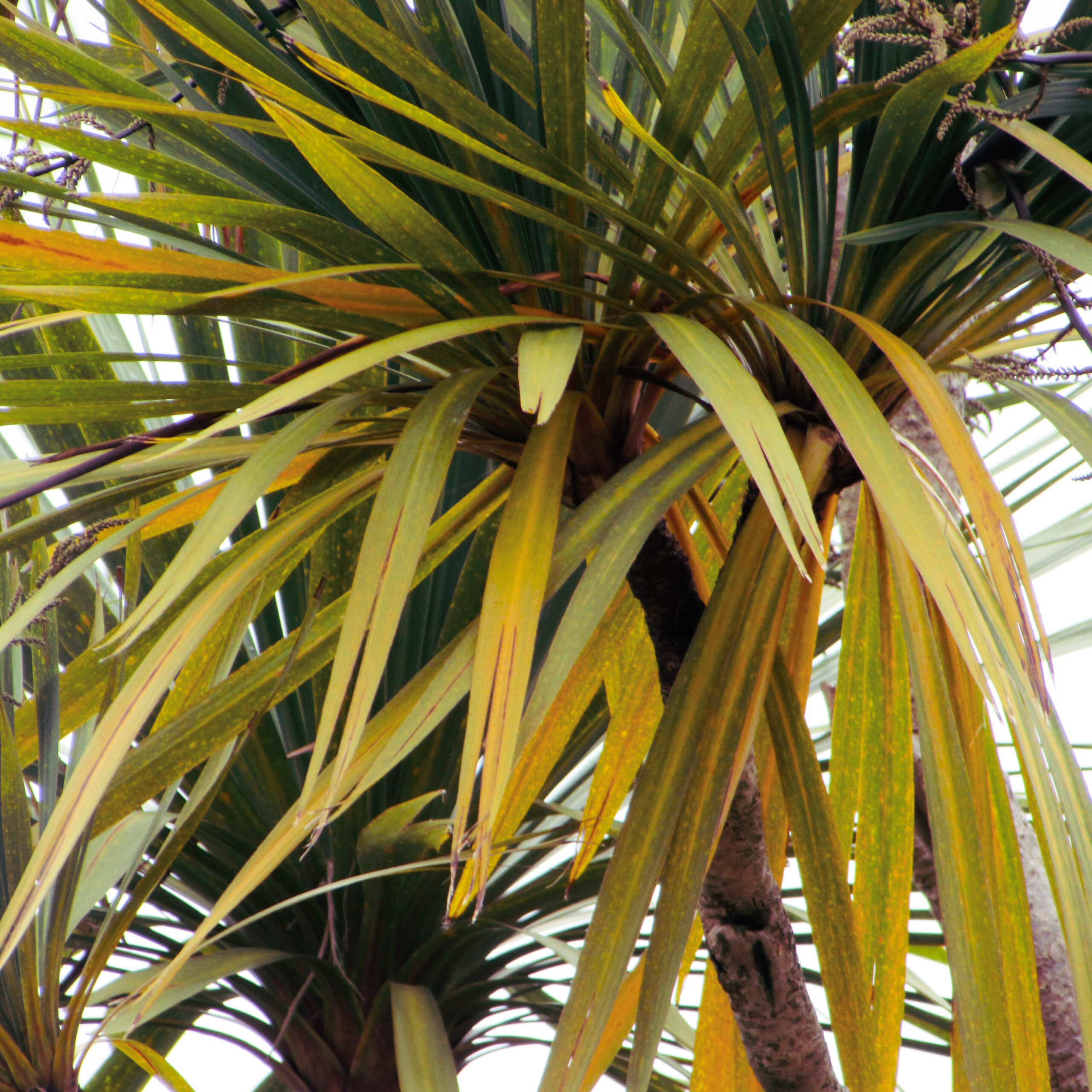 Why Are My Palm Trees Leaves Turning Yellow Pope Tree Service