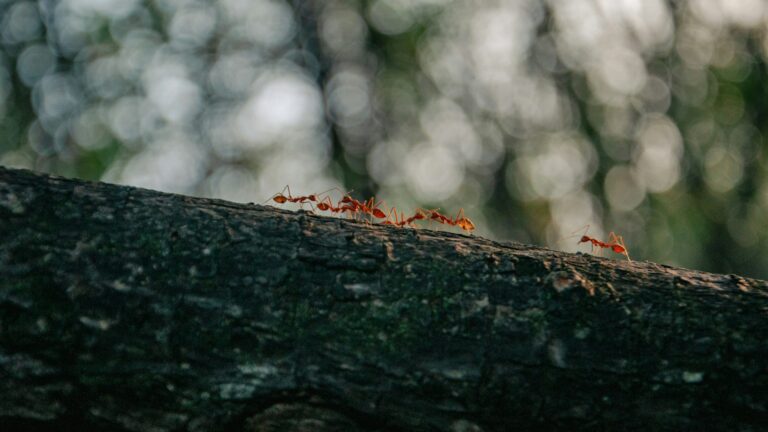 How to Get Rid of Ants Near Your Trees in San Diego