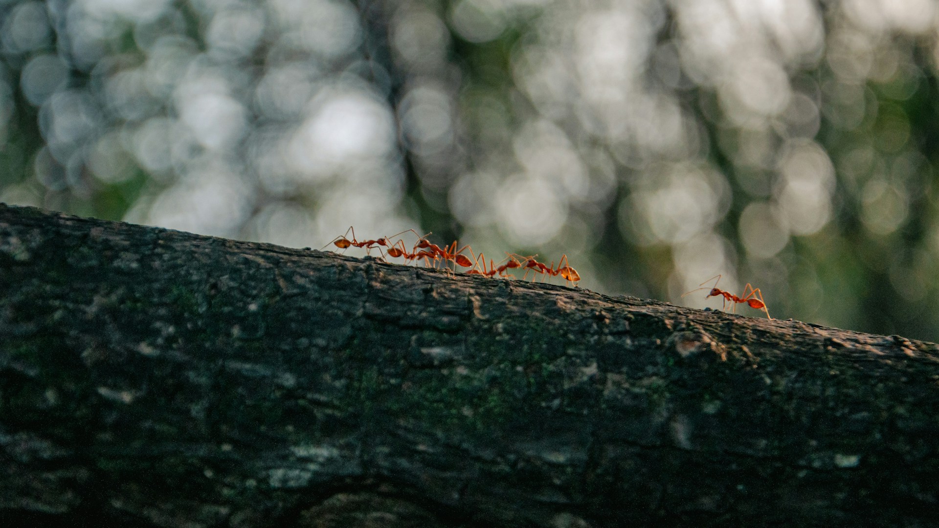 How to Get Rid of Ants Near Your Trees in San Diego - Pope Tree Service