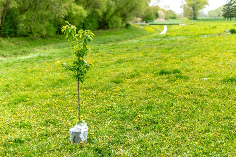 The Do’s and Dont’s of Transplanting a Tree in San Diego: Setting Up for Success