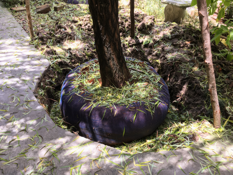 The Do’s and Dont’s of Transplanting a Tree in San Diego: Setting Up for Success