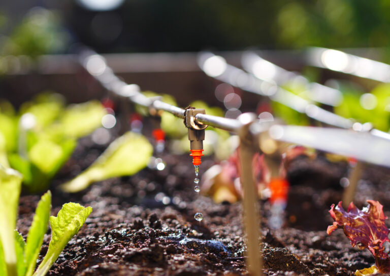 How to Water Trees and Shrubs with Drip Irrigation in San Diego