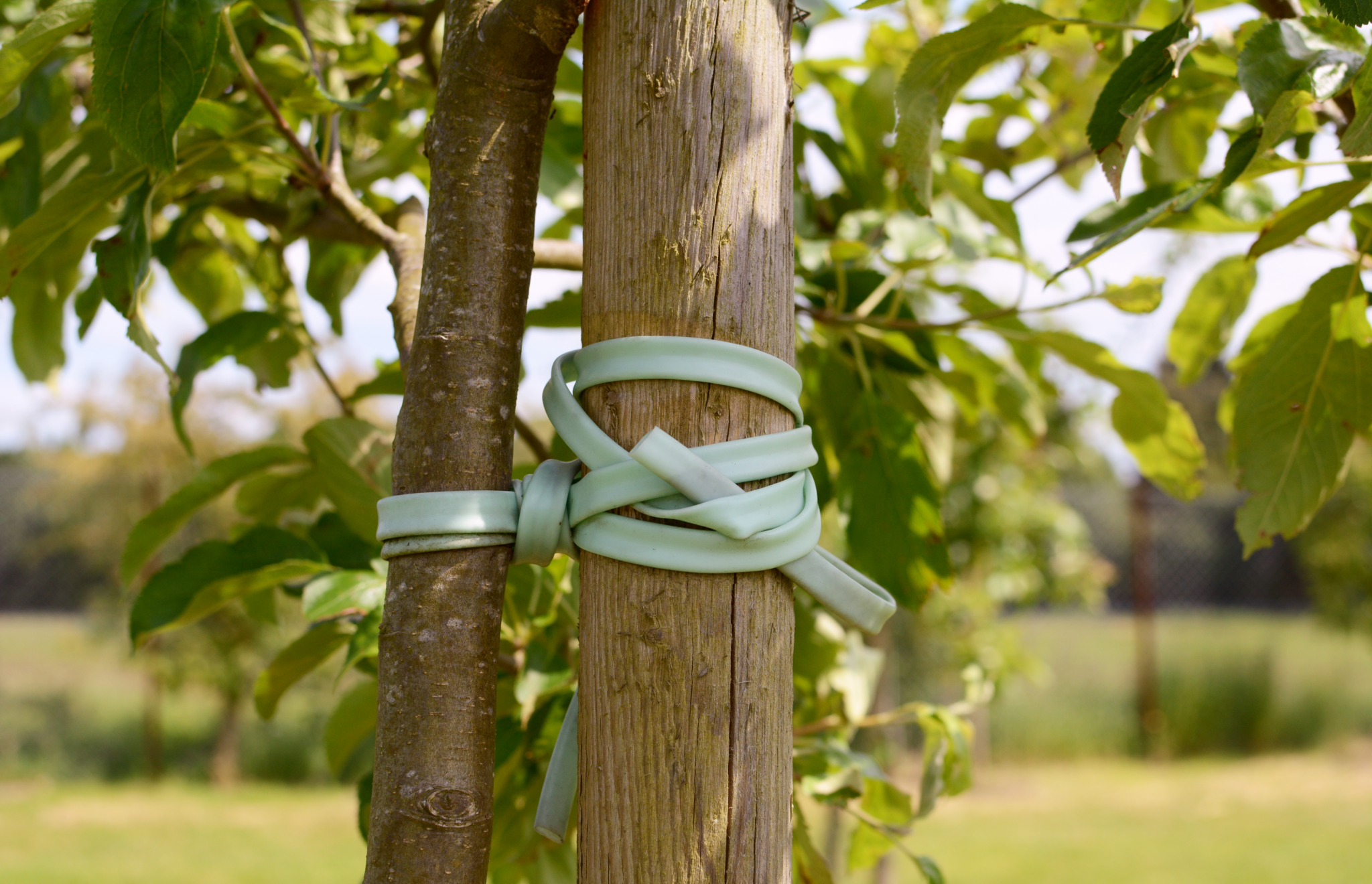 How to Straighten a Leaning Tree in San Diego - Pope Tree Service