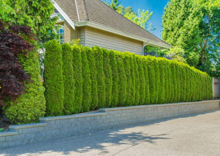 A Few Fast-Growing Trees for Privacy (By Zone) in San Diego
