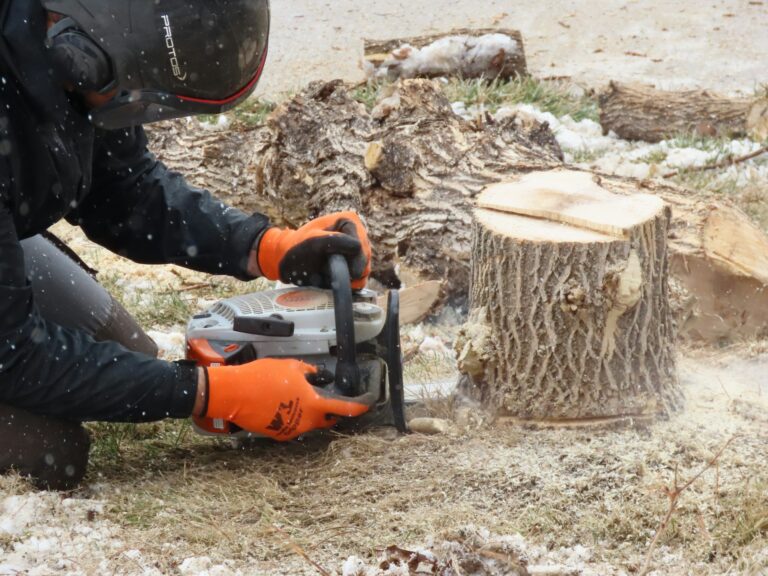 Is Tree Stump Removal Necessary or is it Better to Grind a Stump?