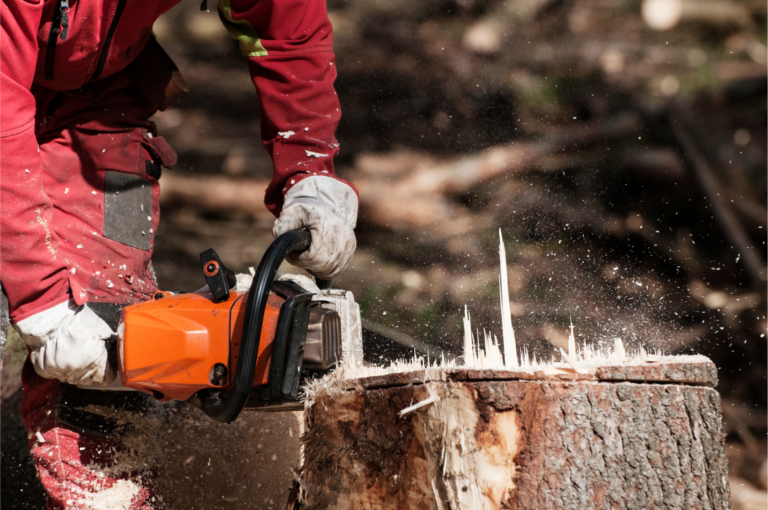 Is Tree Stump Removal Necessary or is it Better to Grind a Stump?