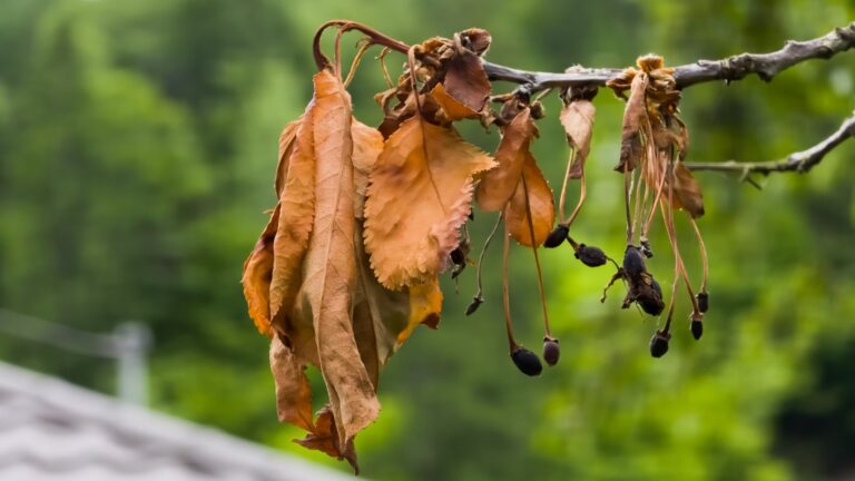 Is My Tree Dying or Dead? How To Tell and What You Could Do