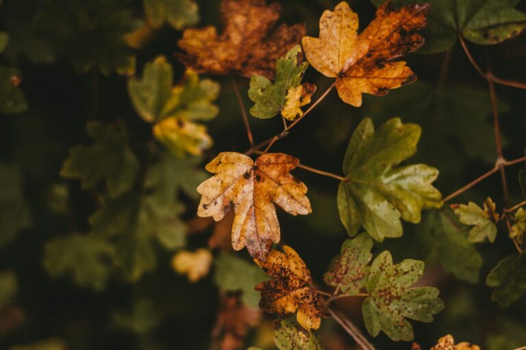 Why Are There Brown or Black Spots on My Tree’s Leaves?