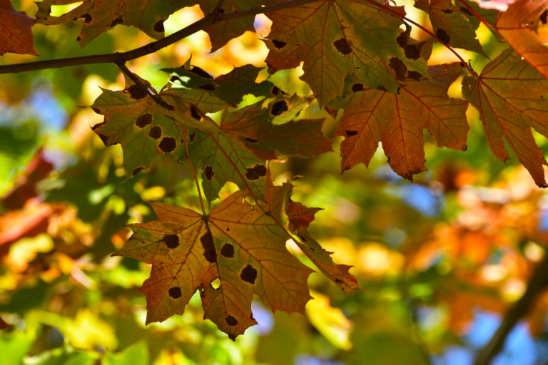 Why Are There Brown or Black Spots on My Tree's Leaves? Pope Tree Service