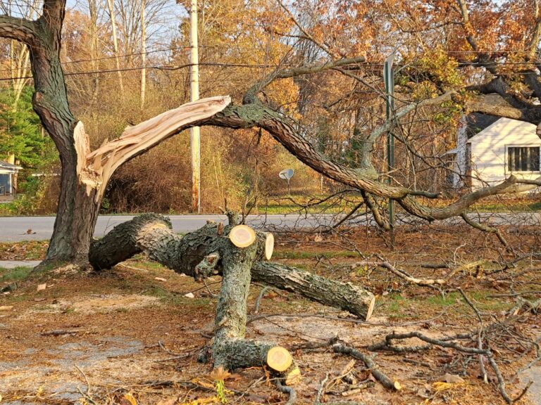 The Top Signs You Might Need Emergency Tree Removal