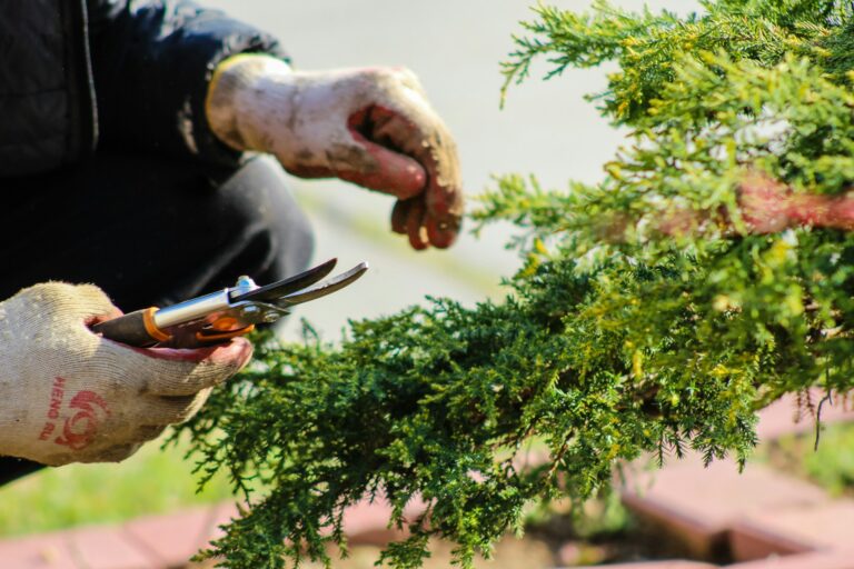 The 3 Best Tree Trimming Tools to Own
