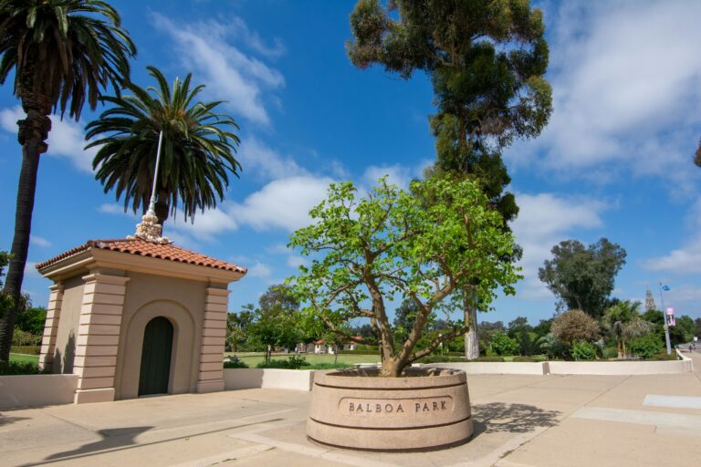 Types of Common Trees in San Diego