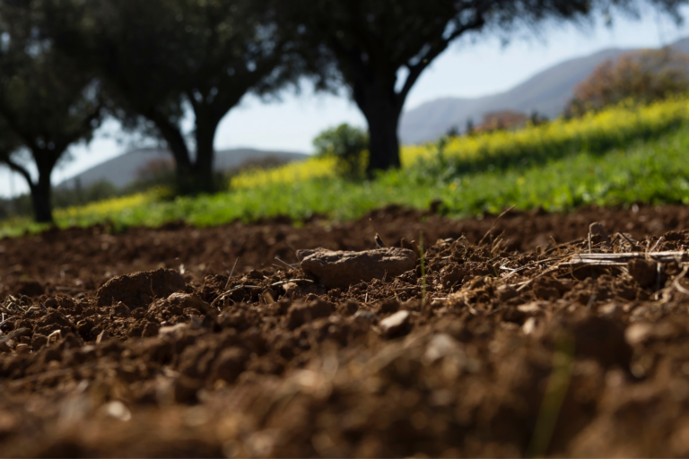 What is the Best Fertilizer for Evergreen Trees?