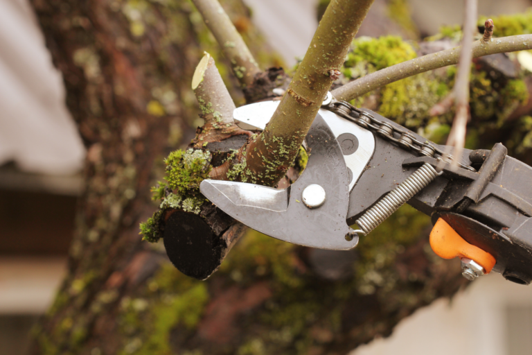 The 3 Best Tree Trimming Tools to Own Pope Tree Service