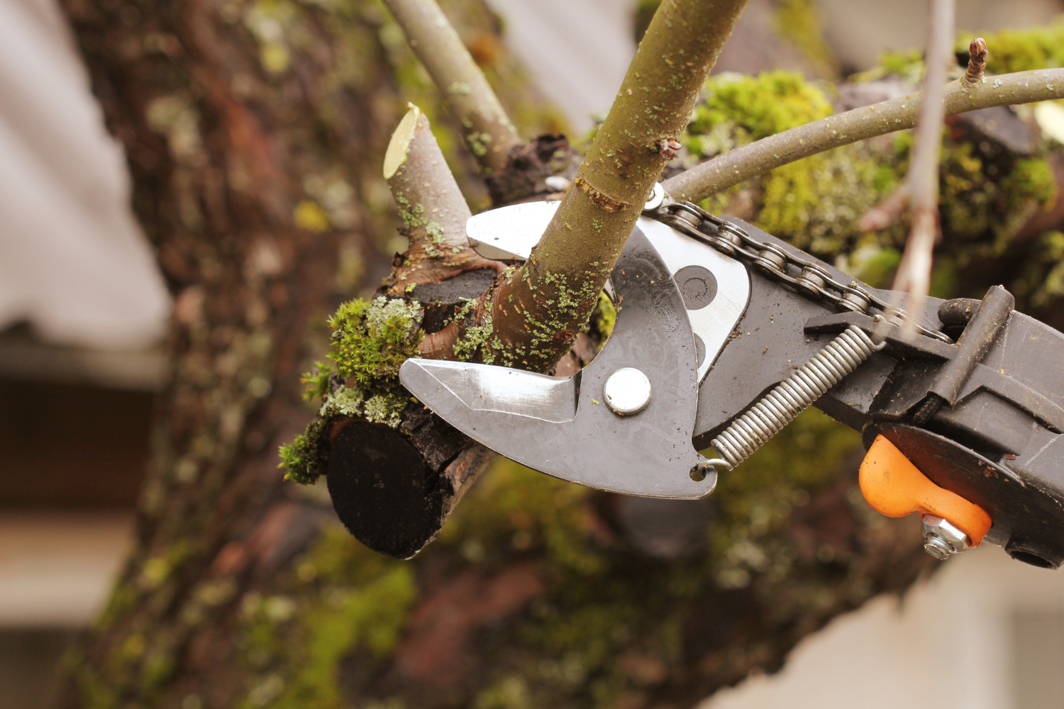 Tree Trimming