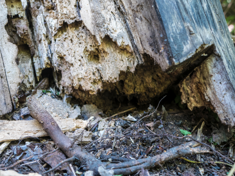 The Top Signs You Might Need Emergency Tree Removal