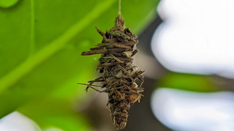 The Hidden Dangers of Bagworms: Protecting Your Trees and Plants in San Diego