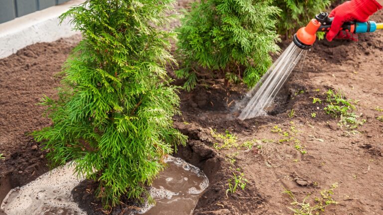 What is the Best Fertilizer for Evergreen Trees?