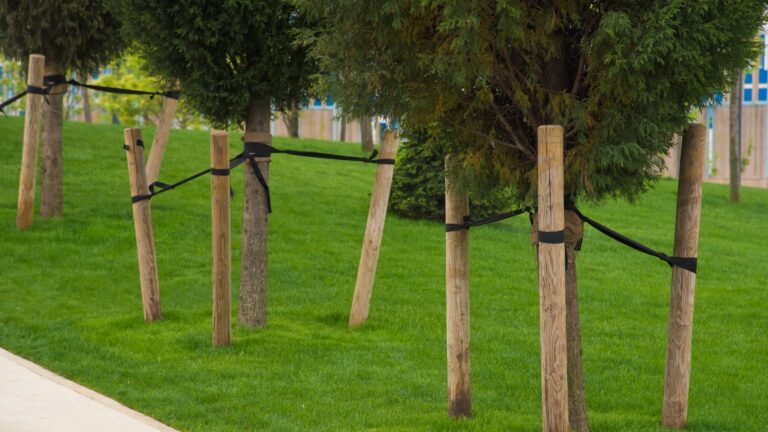 How to Straighten a Leaning Tree in San Diego