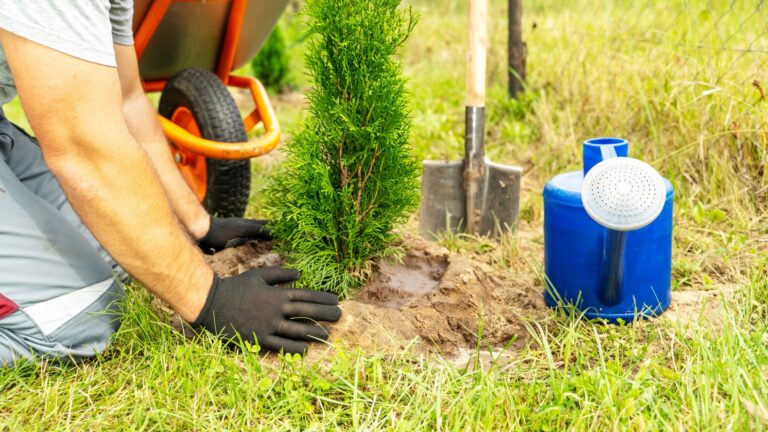 When is the Best Time of Year to Plant Trees?